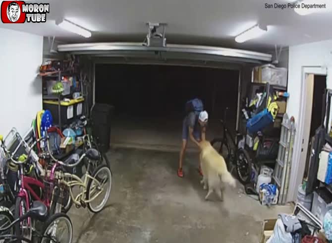 Video :Before a bike is stolen in San Diego, a golden retriever entices a thief